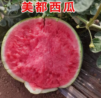 驻马店哪有卖西瓜嫁接苗,沈丘专业育西瓜苗厂家2026