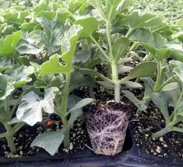 新郑育美都西瓜苗厂,荥阳嫁接西瓜苗甜王、红玉、2k