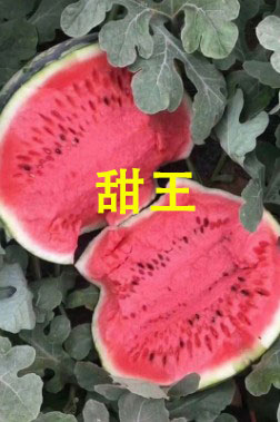 太仓哪有育美都西瓜苗,南通卖嫁接西瓜苗厂家2026