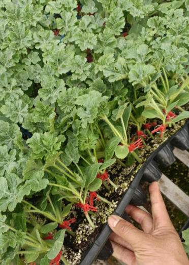 胶州哪有卖西瓜苗,即墨嫁接美都西瓜苗育苗厂2026